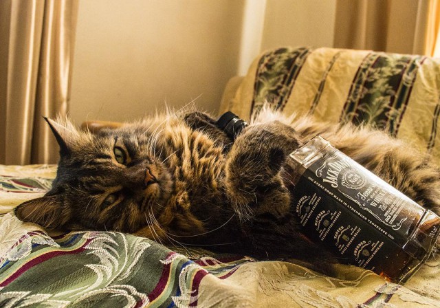 Прикольных котов пост