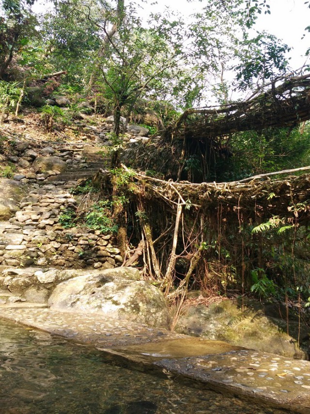 К живым мостам и обратно. Заметки из Индии