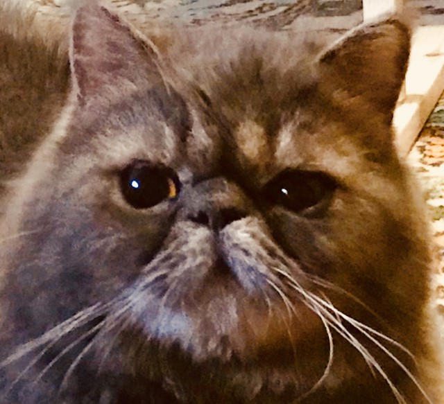 Котовторник ждали? А вот и он!