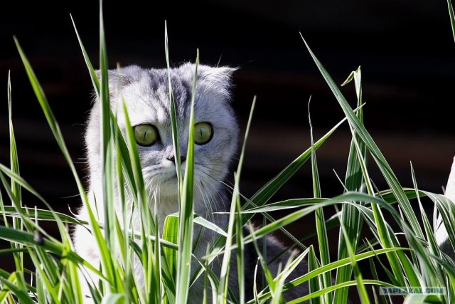 Котовторник на ЯПлакалъ!