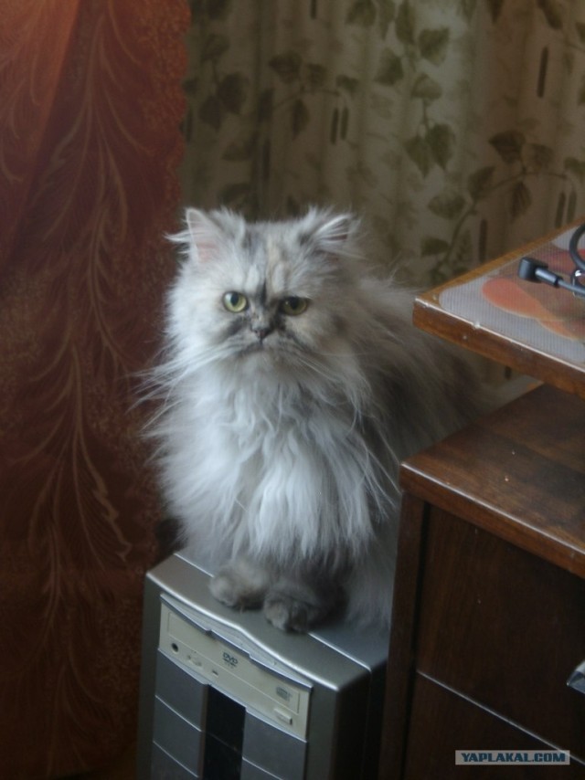Котовторник  на  ЯПлакалъ