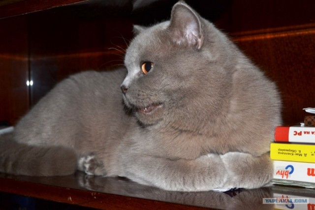 Котовторник 25.01.2011