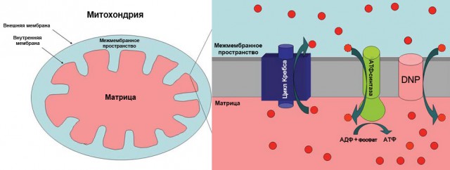 Как за неделю похудеть на 30 кг и "превратится в Игги Попа" с помощью "волшебных таблеток