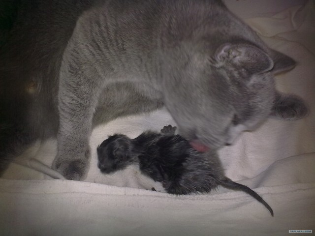 Котовторник 27.12.11