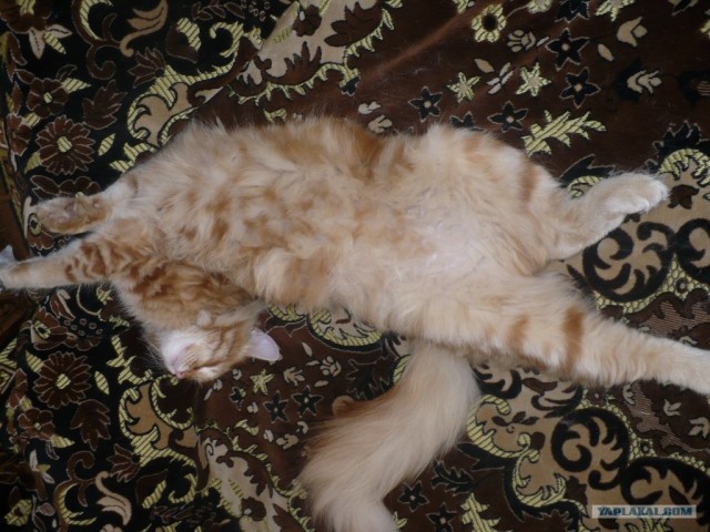 Котовторник (10.01.2012)