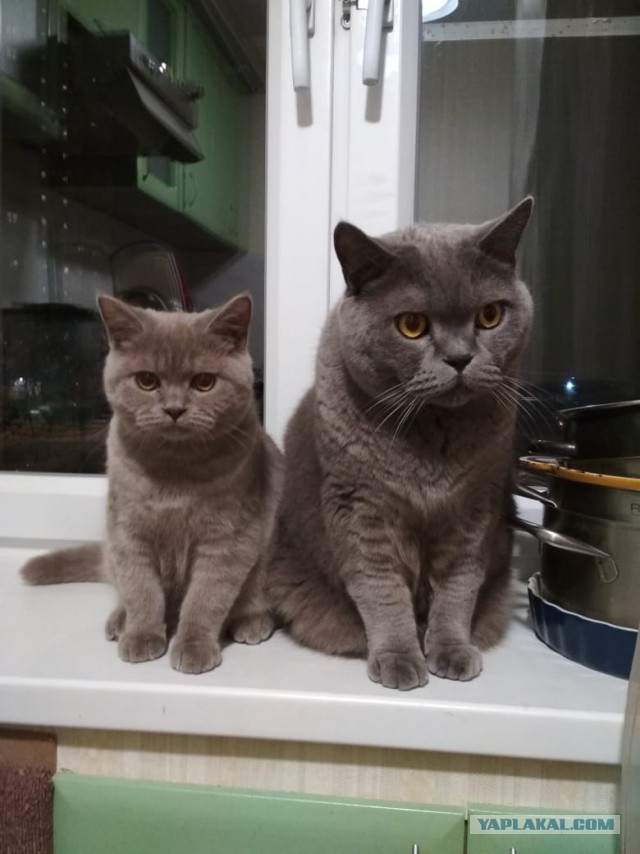 К котовторнику. Почему дома нужен котик