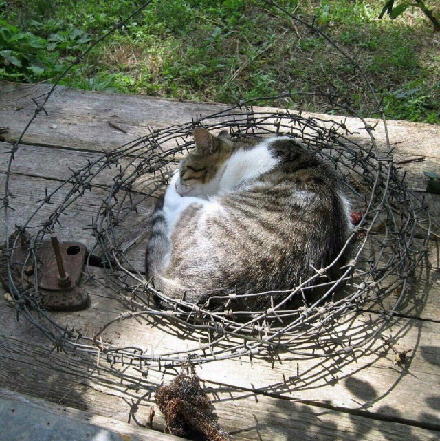 Немного милоты