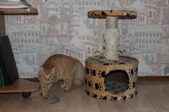 Котовторник 22.05.2012