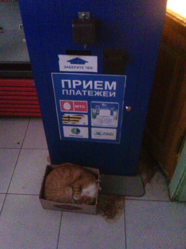 Котовторник   5.06.2012