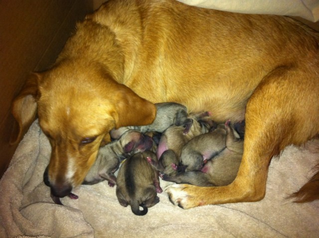 Собакочетверг 12.07.2012