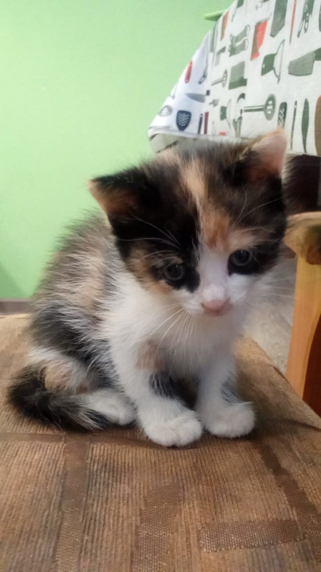 Забавные фото котеек