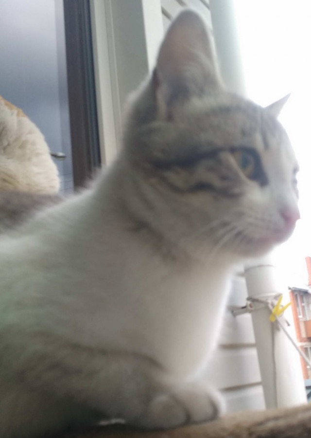 Котовторник  06.08.2019