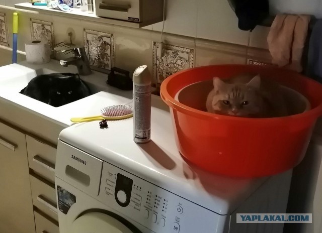 Настоящие старославянские кошачьи имена