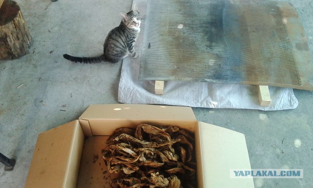 Откуда табак берется