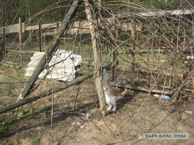 Жизнь домашнего приюта для котеек 284