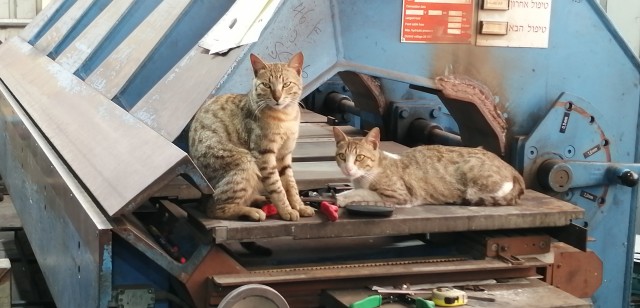 На любом заводе есть кот, которому позволено всё