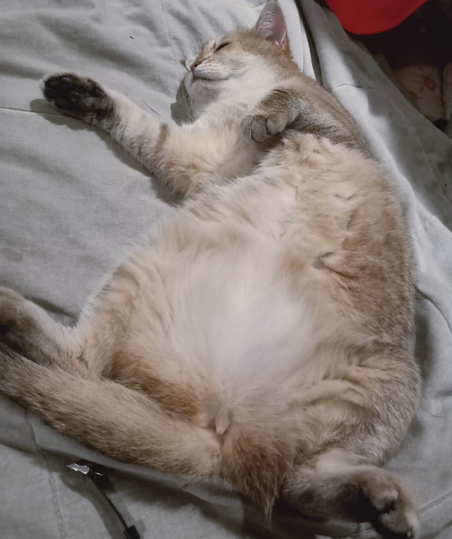 Котовторник. Мои котейки