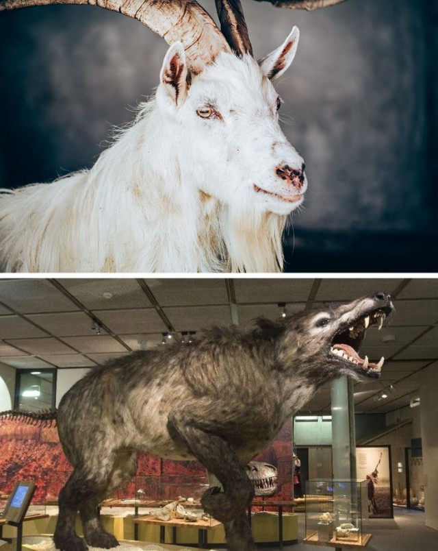 Фотосравнение животных с их доисторическими предками