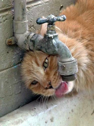 Как на самом деле пьют кошки