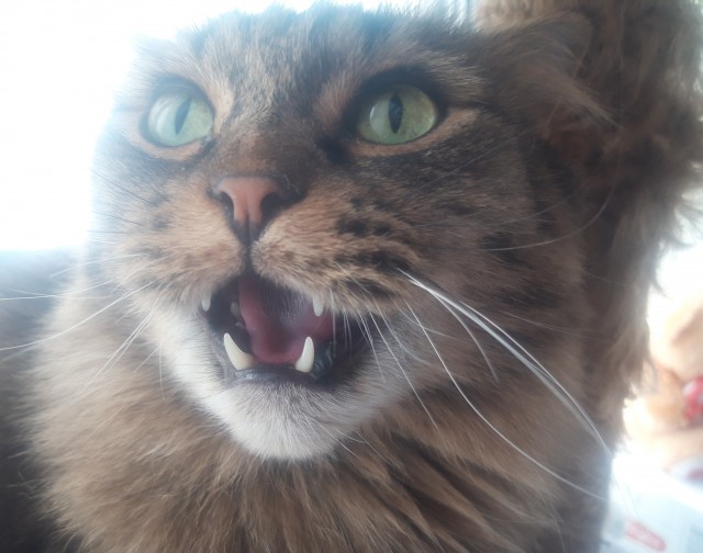 Котовторнику быть!