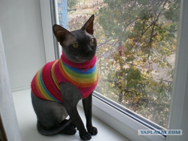 Котовторнику быть!