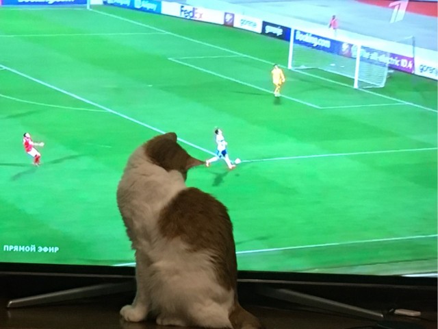 Котовторник!