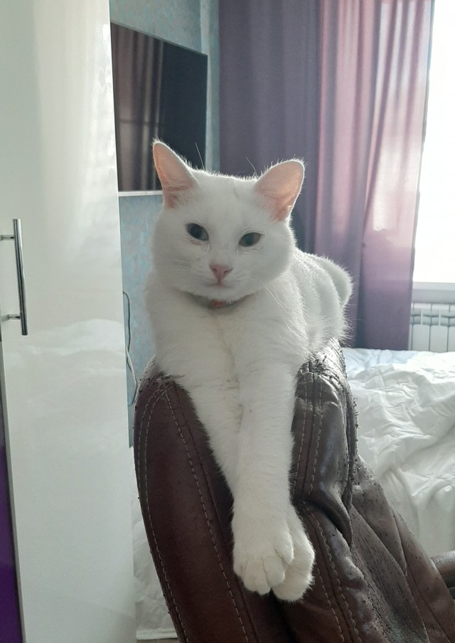 Калейдоскоп картинок