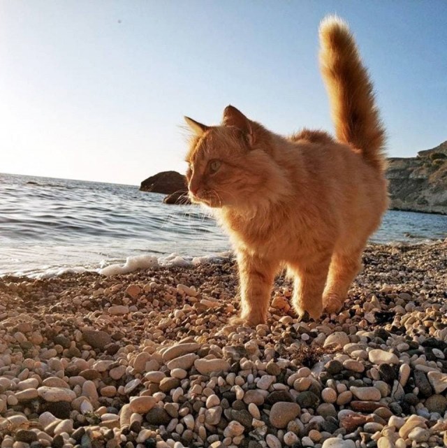 Разные котики