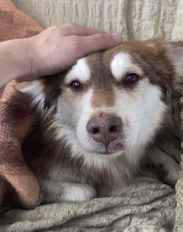 История спасения к собакочетвергу