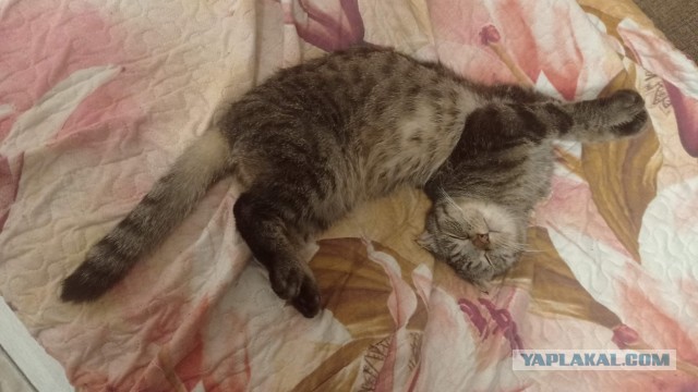 Котам не страшен Рагнарёк: "Мы будем дрыхнуть поперёк!"