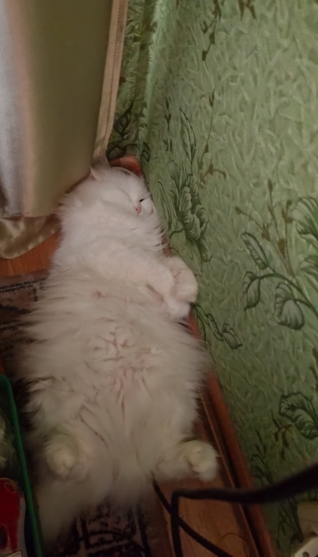 Котовторник