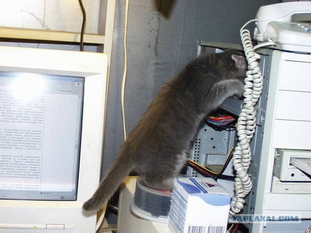 Коты - мастера на все лапы