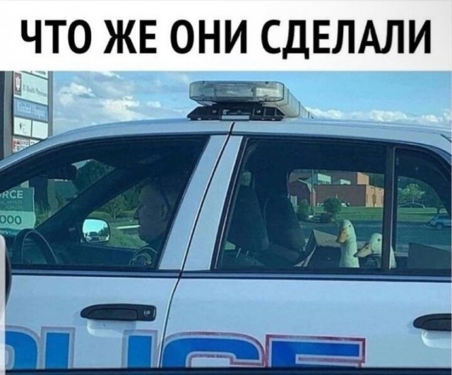 Юмор в картинках и без