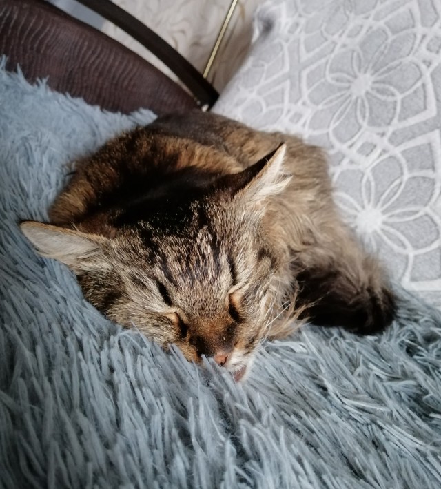 С котовторником ЯПовцы