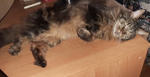Мэйн-кун!  Котовторнику посвещается!