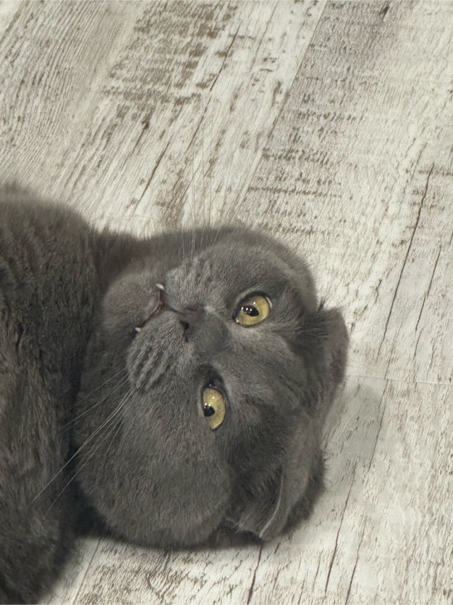 Котовторник!