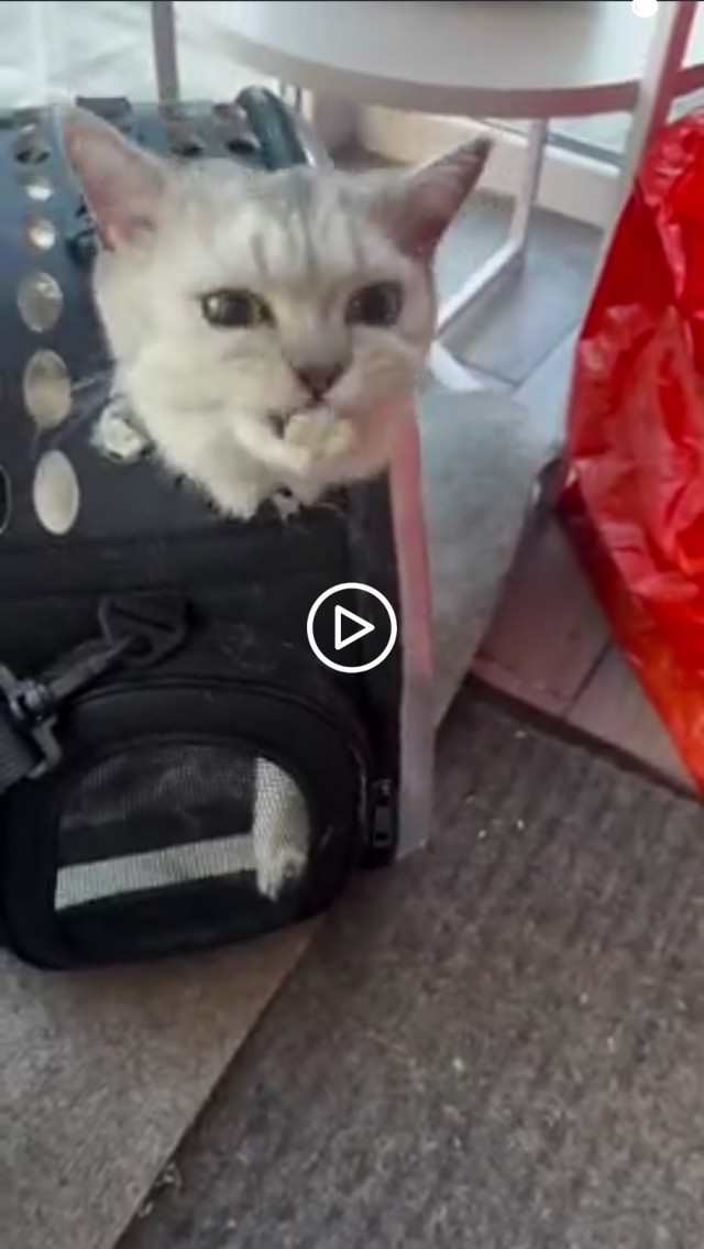 Переноска не прошла тест на прочность