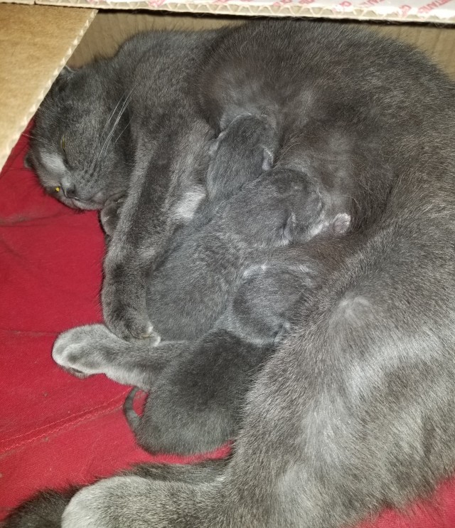 Совпало с котовторником.