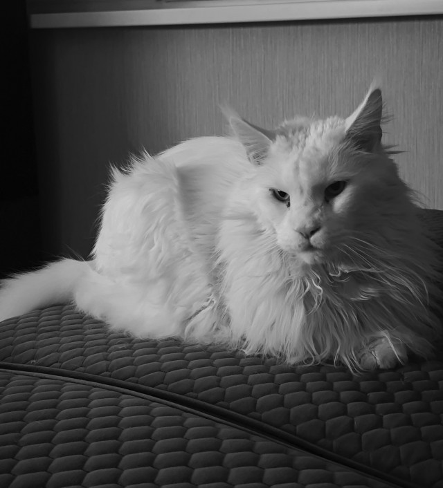 Котовторник