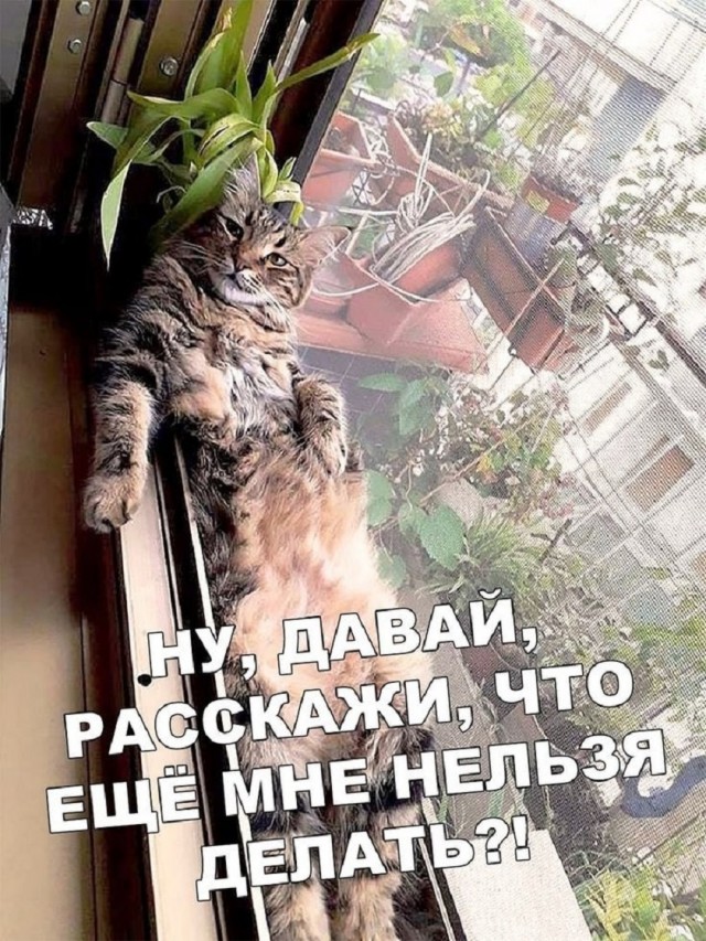 Так себе картинки 29.12.25