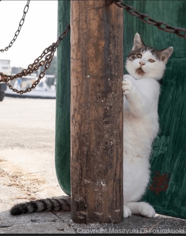 Котиков много не бывает))) отдохните от суетного мира