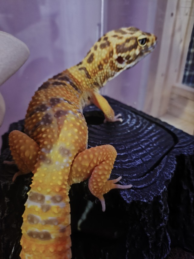 Ну, нет на Япе дня ящериц.