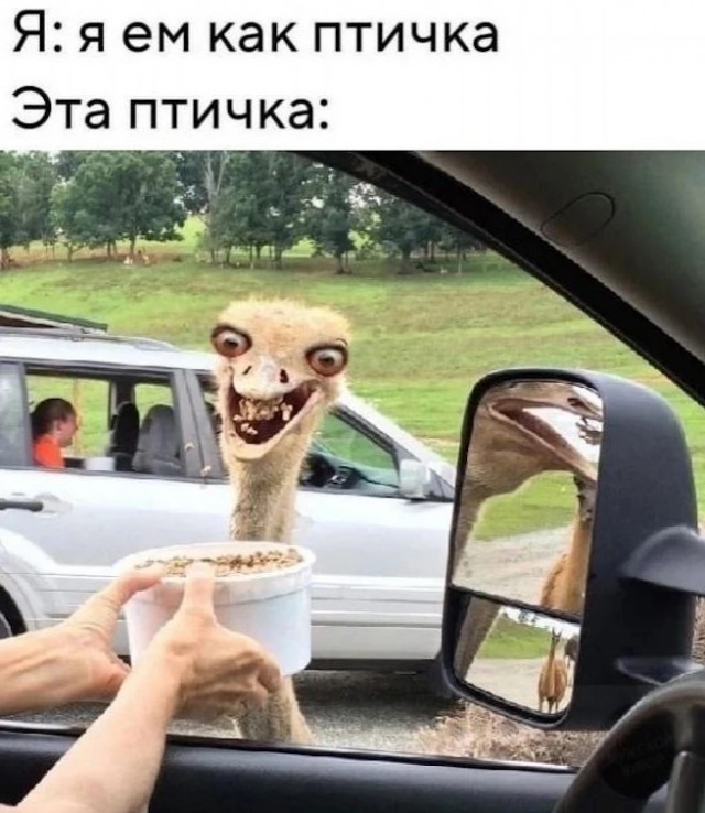 Картиночки, баянчики 15 июня