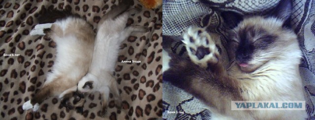 Коты и время