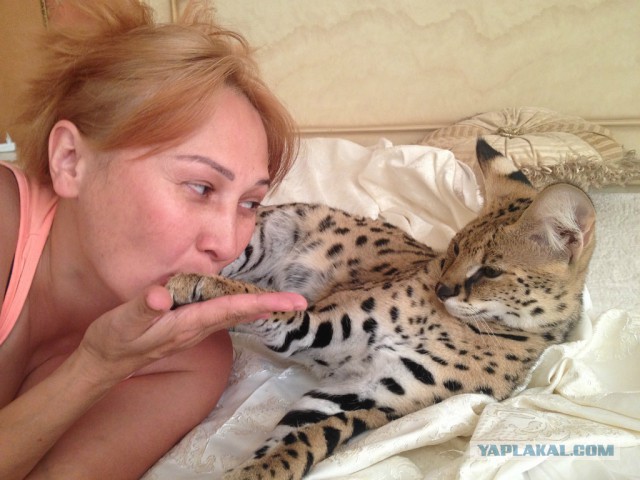 Домашний африканский Сервал живет у знакомых дома.