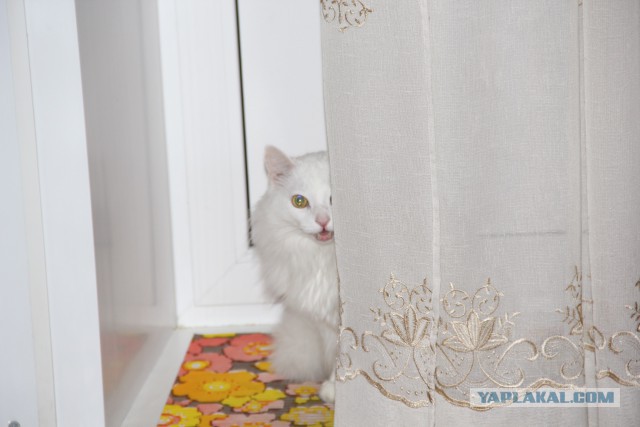 Смешные коты и кошки.