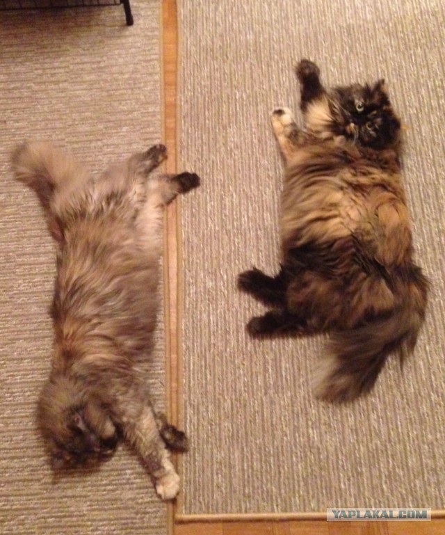 Котовторник 05.08.2014