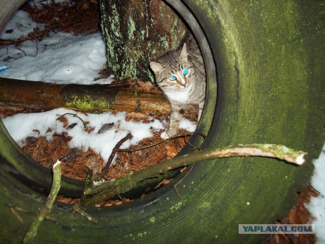 Жизнь домашнего приюта для котеек 44