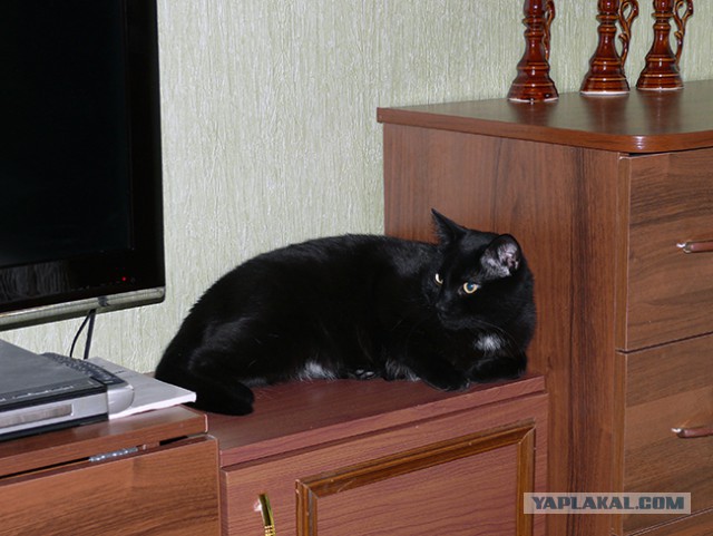Котовторник