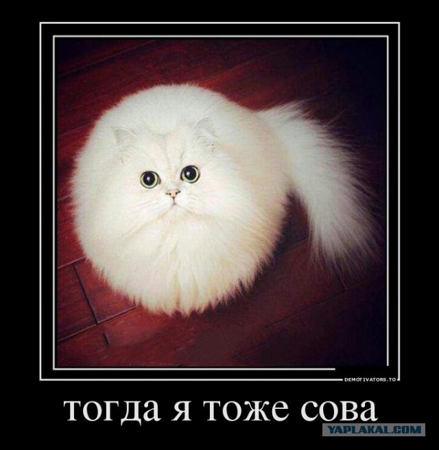 Сово-понедельнег